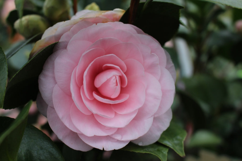 Camellia jap. 'Pearl Maxwell' (pink)