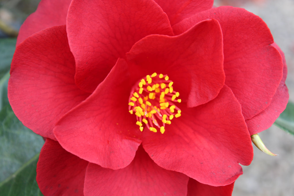 Camellia jap. 'Royal Velvet' (red)