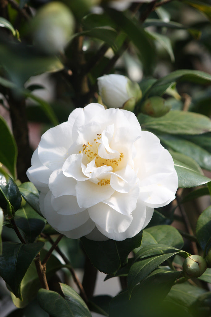 Camellia jap. 'Swan Lake' ™ (white)