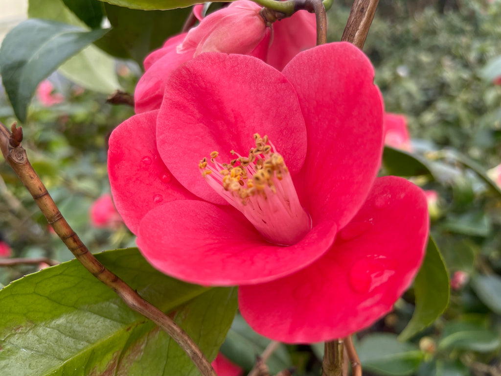 Camellia jap. 'Unryu' (red)
