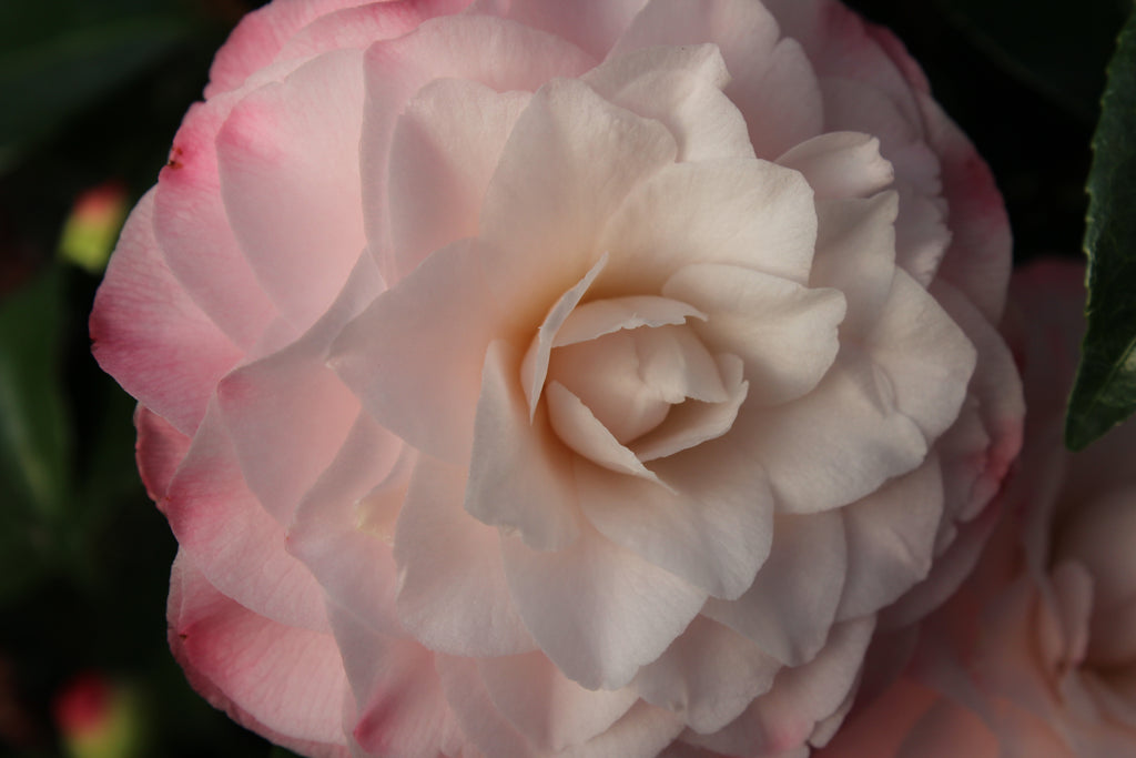 Camellia jap. 'Nuccio's Pearl' (white/pink)