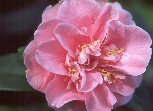 Camellia jap. 'Pink Parade' (pink), ESPALIER