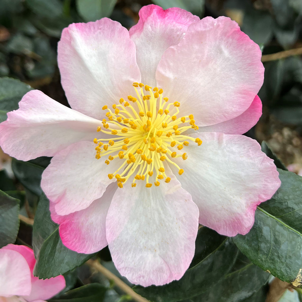 Camellia sas. 'Apple Blossom' (white/pink)