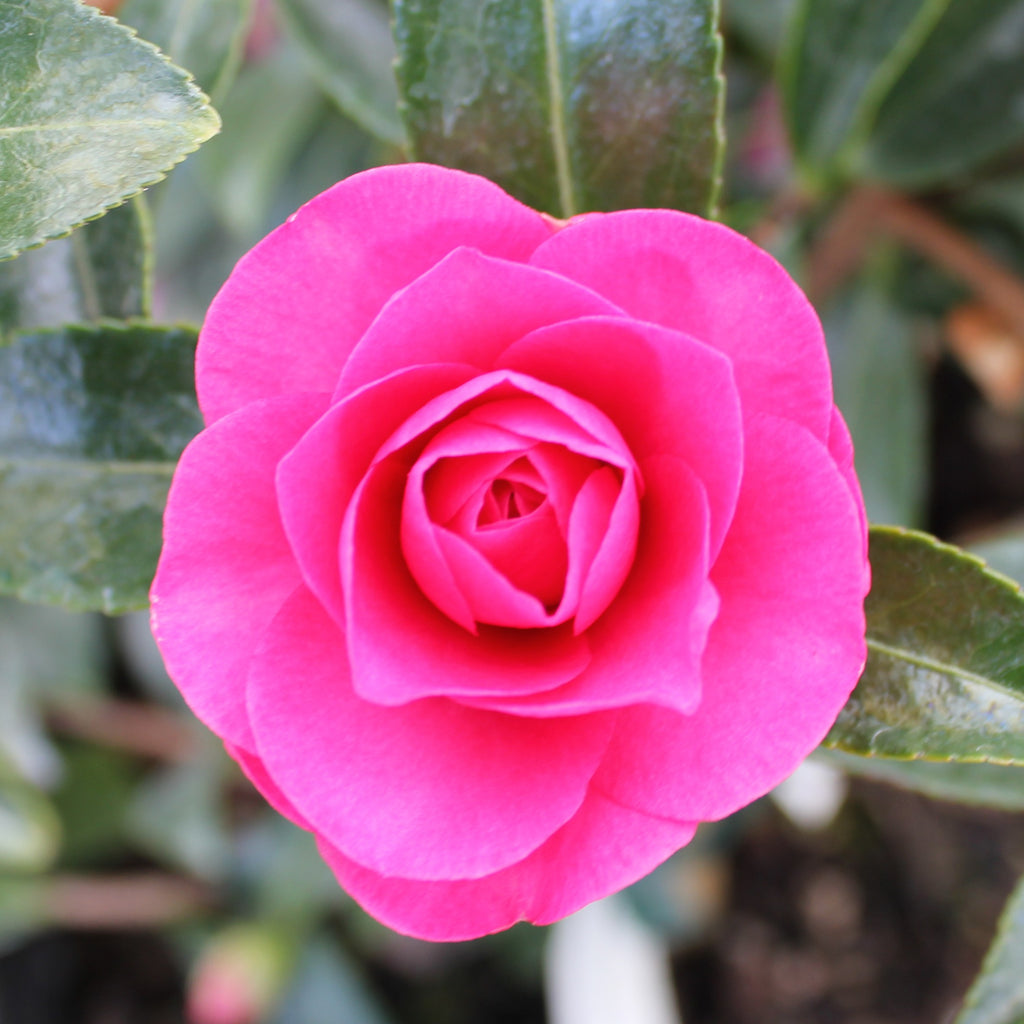 Camellia sas. 'Chansonette' (pink), ESPALIER