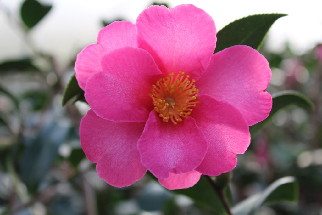 Camellia sas. 'Kanjiro' (rose), ESPALIER