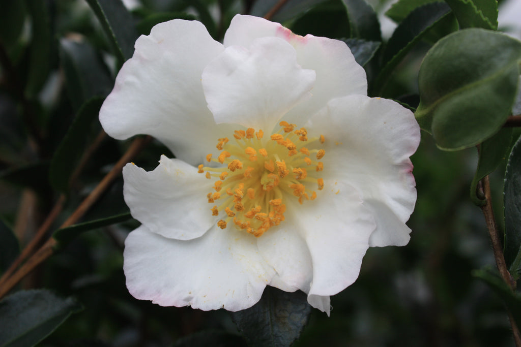 Camellia sas. 'Setsugekka' (white)