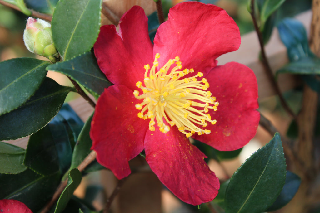 Camellia sas. 'Yuletide' (red)