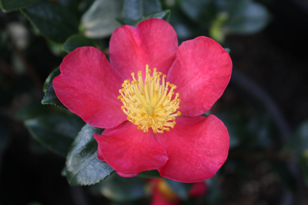 Camellia sas. 'Yuletide' (red), ESPALIER