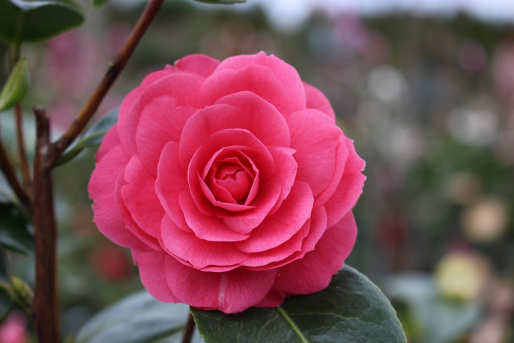 Camellia jap. 'April Kiss' (pink)