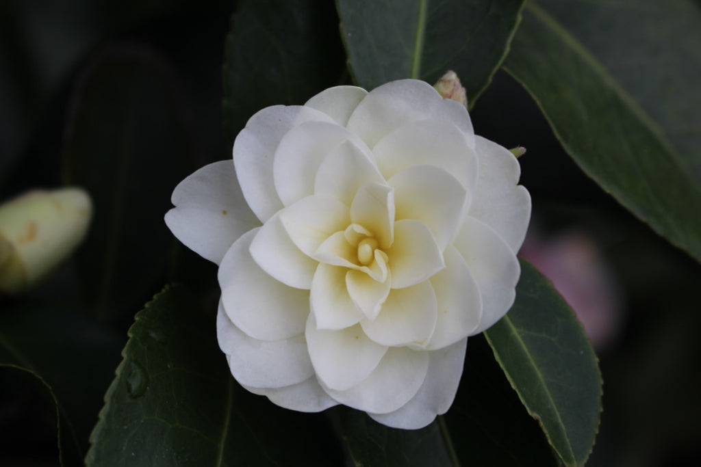 Camellia x 'Buttermint' (creamy yellow)