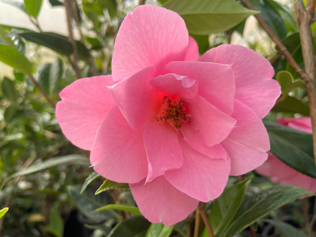 Camellia x 'Taylor's Perfection' (pink), ESPALIER