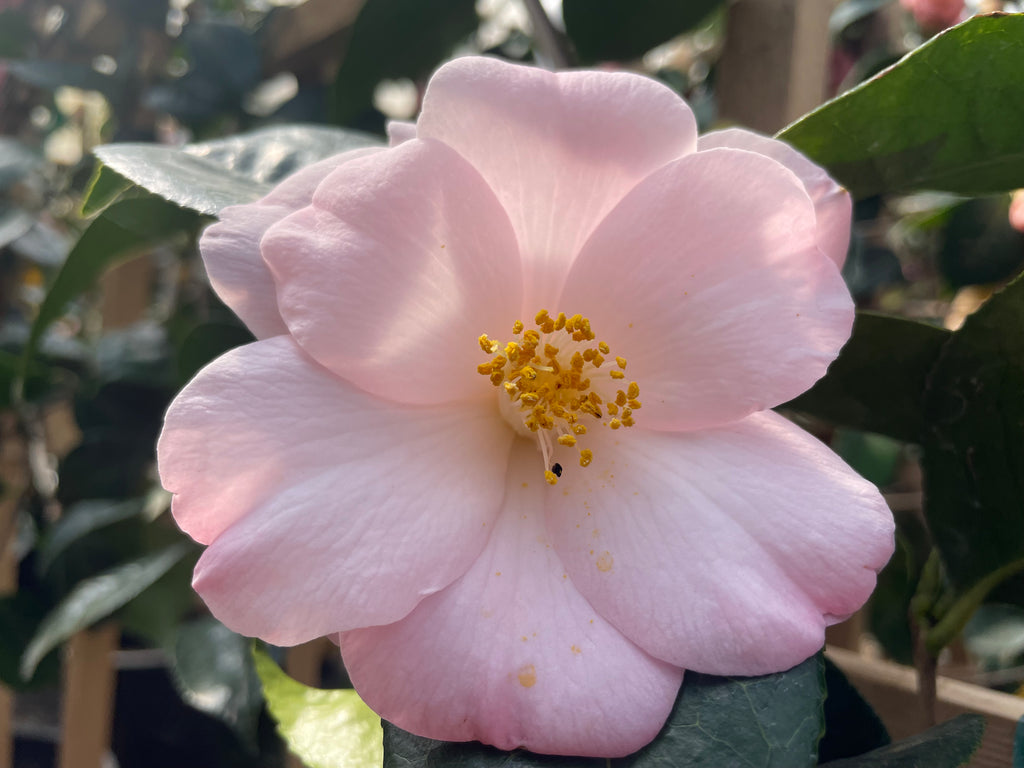 Camellia x williamsii 'Donation' (pink), ESPALIER