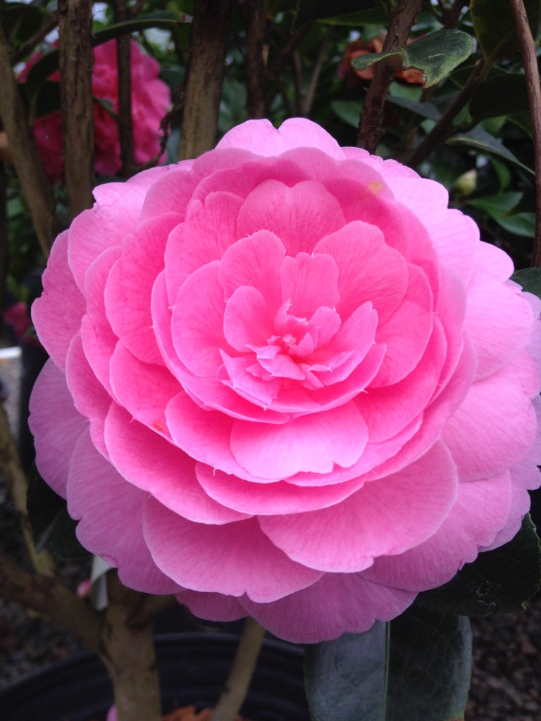 Camellia x williamsii 'E.G. Waterhouse' (pink)