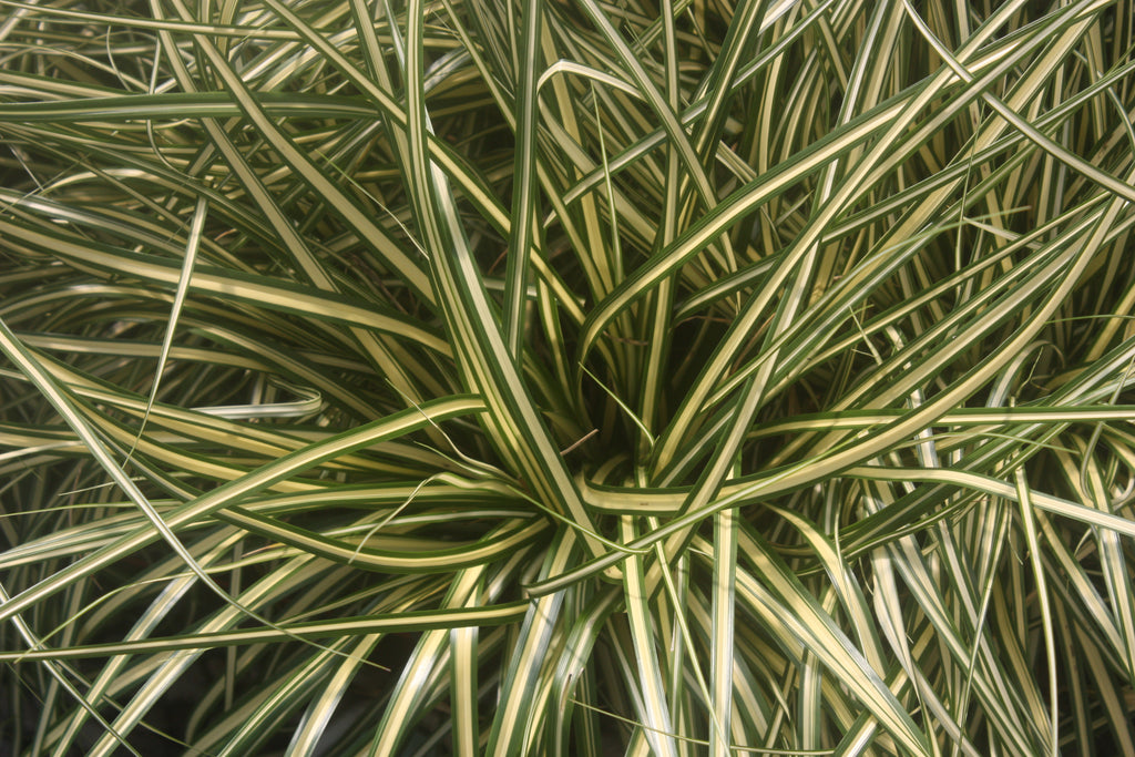 Grass, Carex hachijoensis 'Evergold'