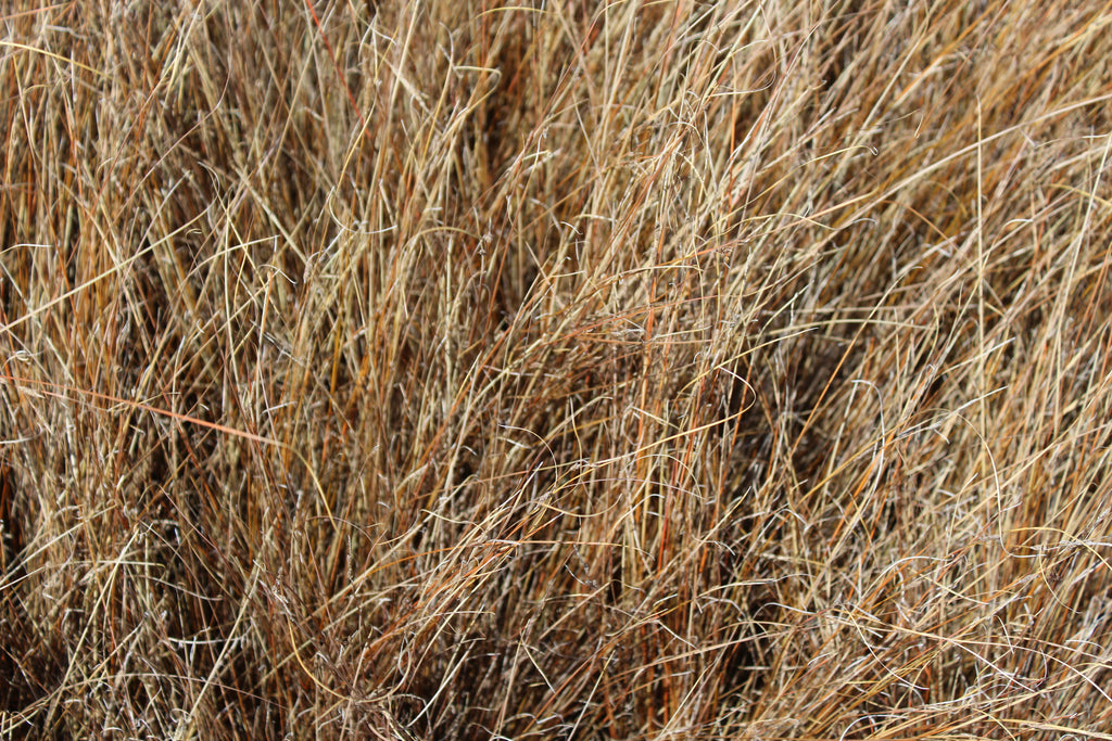 Grass, Carex buchananii