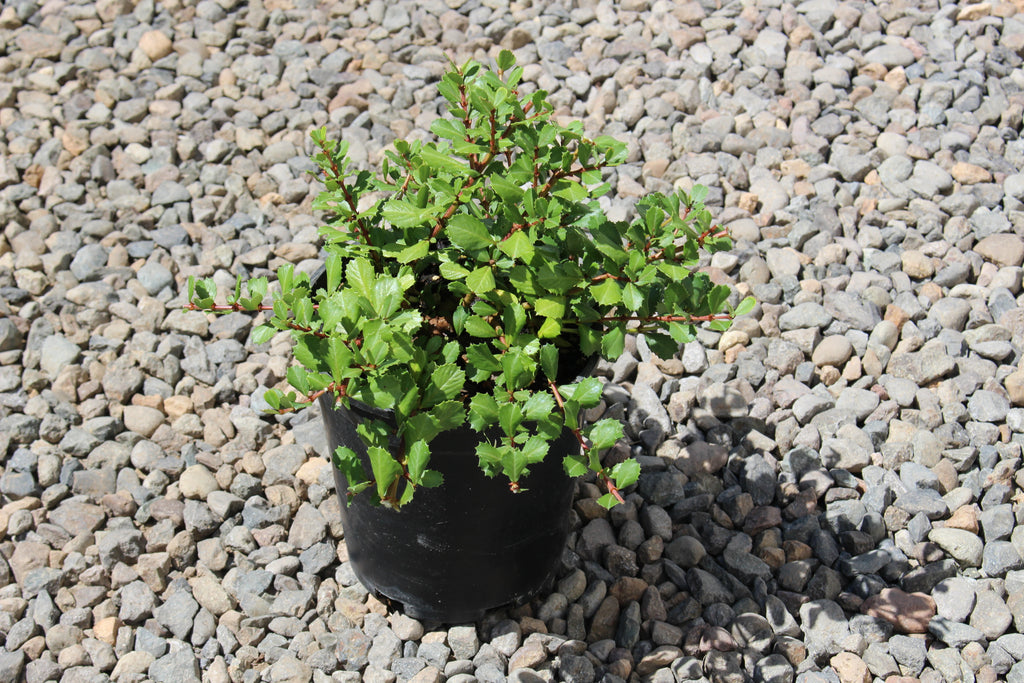 Ceanothus gloriosus