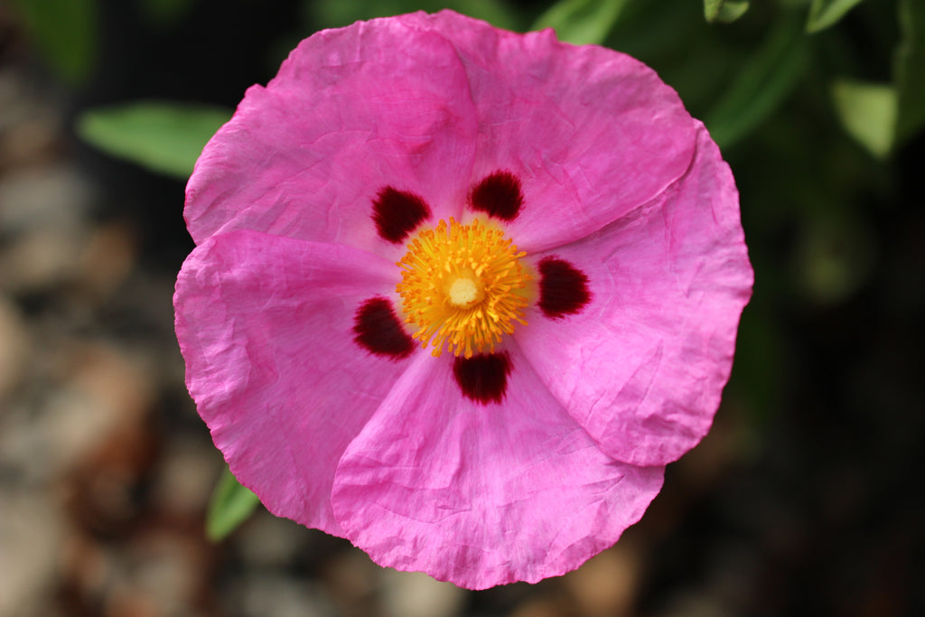 Cistus purpureus (pink)