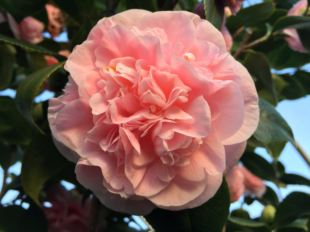 Camellia jap. 'Debutante' (pink)