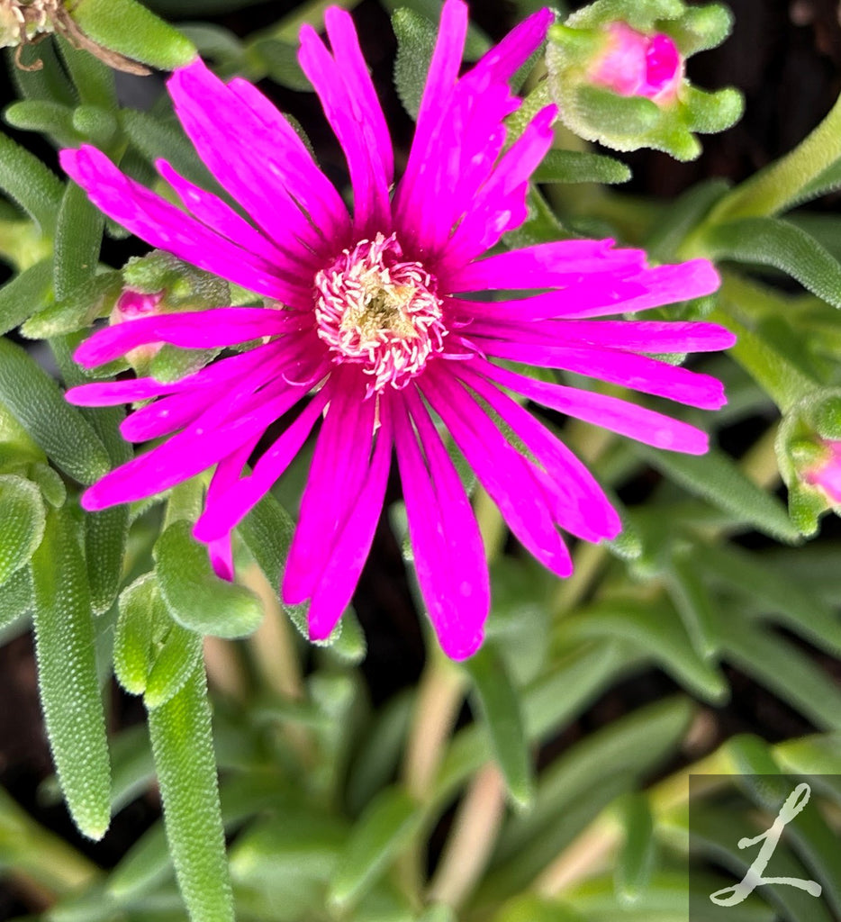 Delosperma cooperi 'Pink Ice Plant'