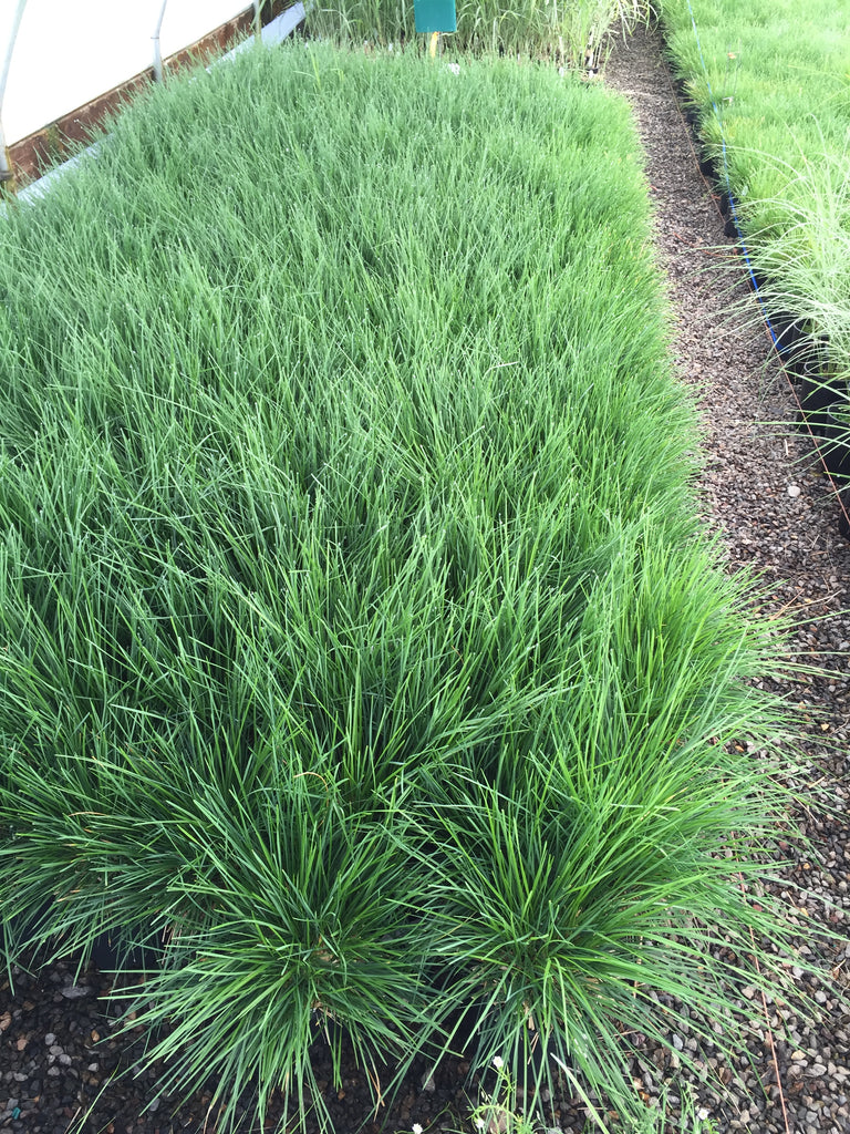 Grass, Deschampsia c. 'Bronzeschlier'