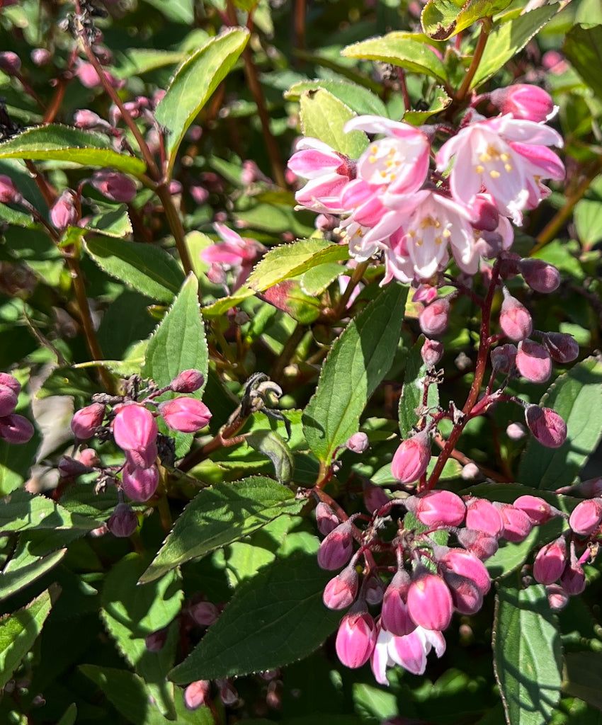 Deutzia rosea 'Nikko Blush' (pink/white)