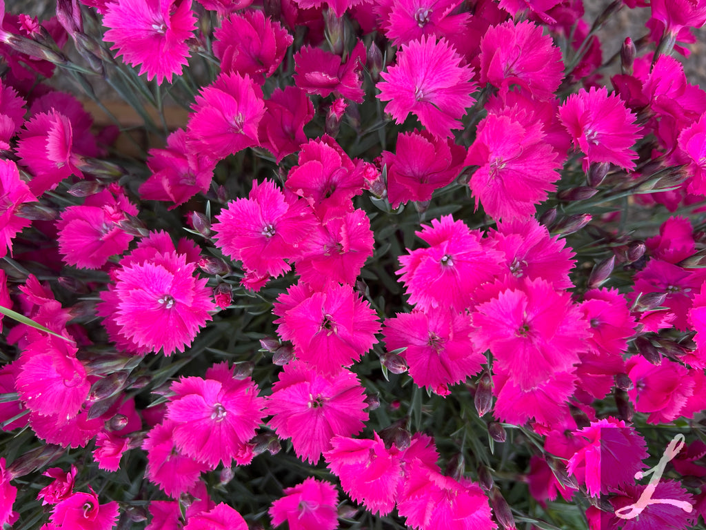 Dianthus Vivid™ 'Bright Lights'