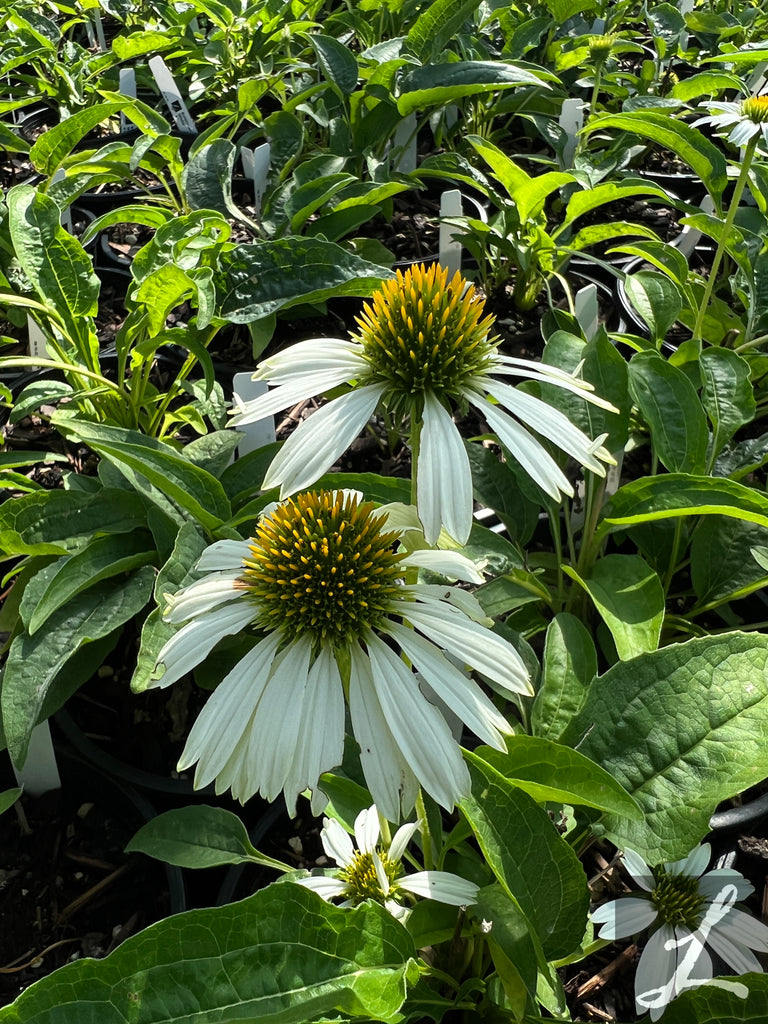 Echinacea p. 'Prairie Splendor Compact White'