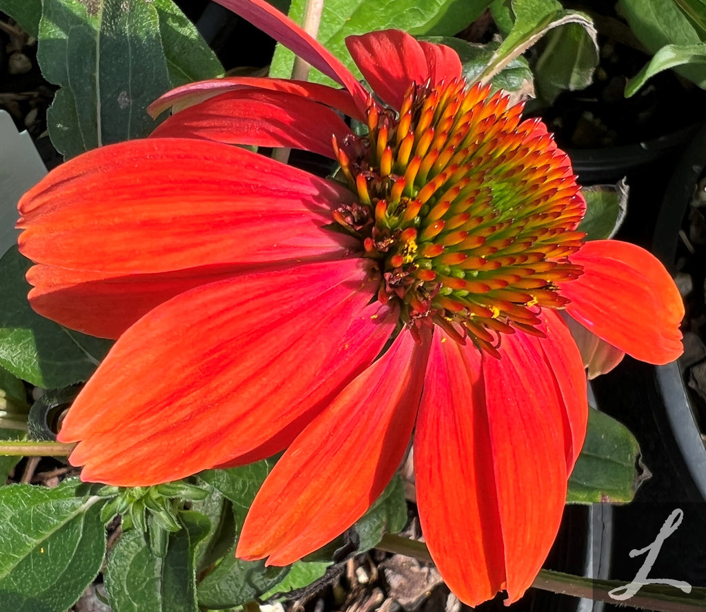 Echinacea x hybrida Artisan™ 'Red Ombre' (orange/red)