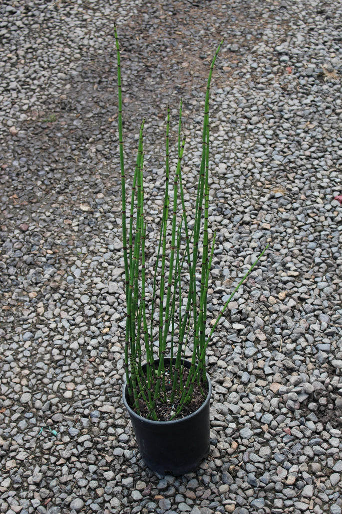 Equisetum hyemale