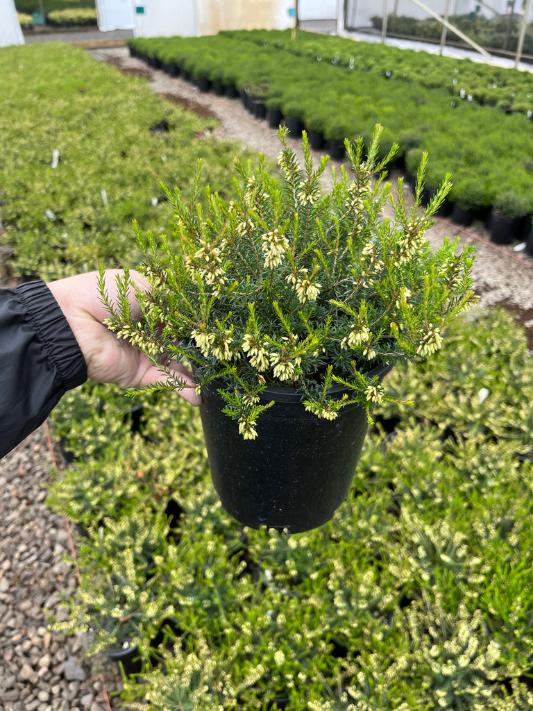 Erica ca. 'Saskia' (pink) (Jan.-Mar.)