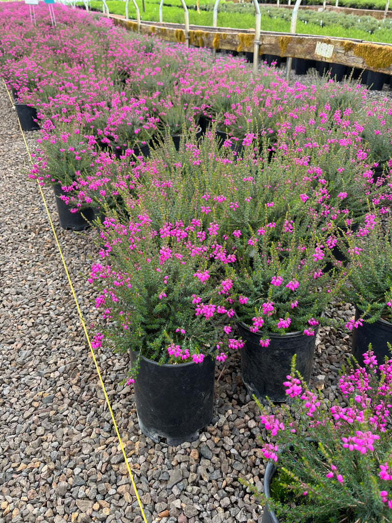 Erica ci. 'Knap Hill Pink' (magenta) (July-Sept.)