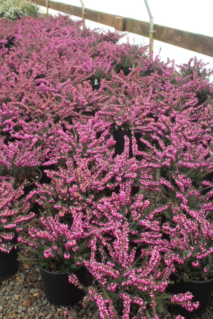 Erica x dar. WINTER BELLES® 'Lucie' (lavender) (Jan.-Mar.)