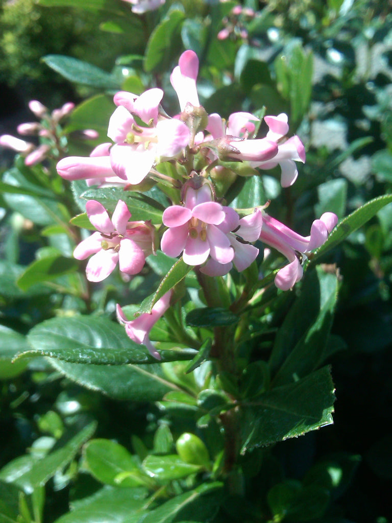 Escallonia x ex 'Pink Princess' (Fradesii)