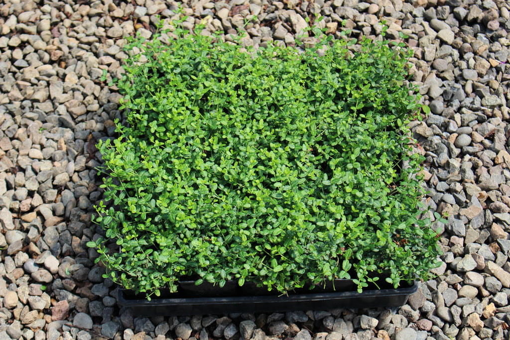 Groundcover, Euonymus f. 'Kewensis'- 25 per flat