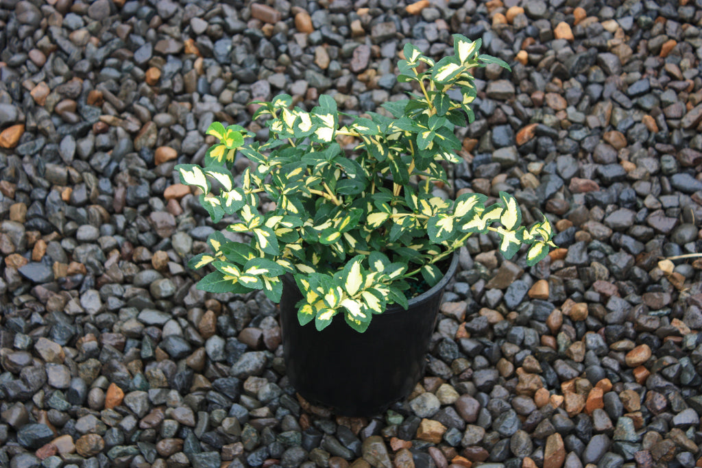 Euonymus f. 'Moonshadow'