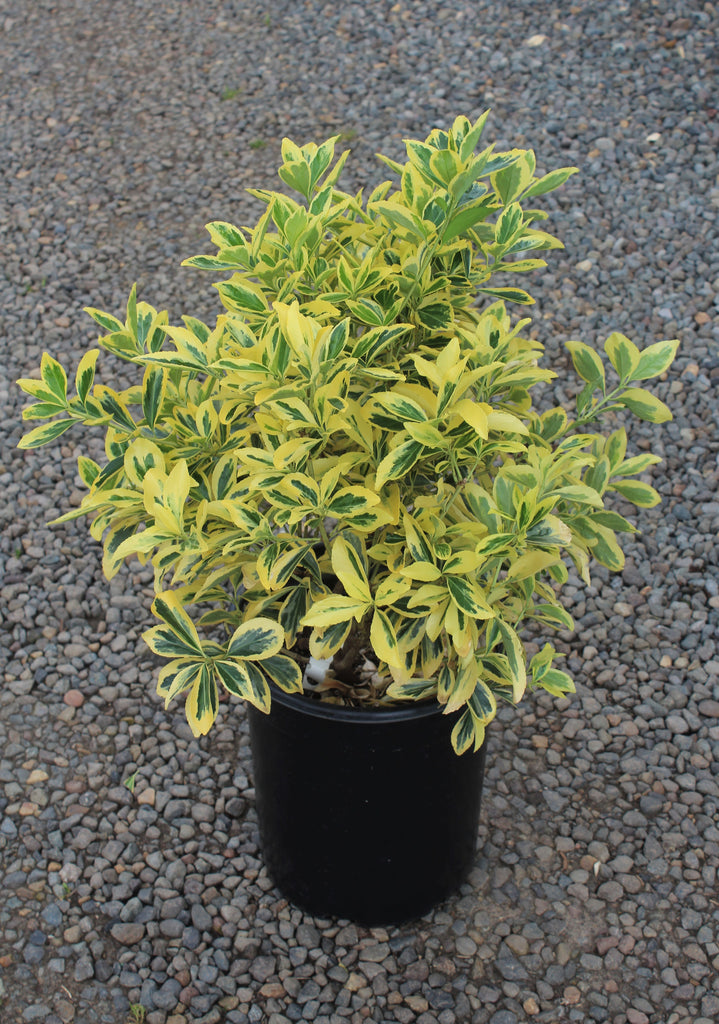 Euonymus j. 'Chollipo'