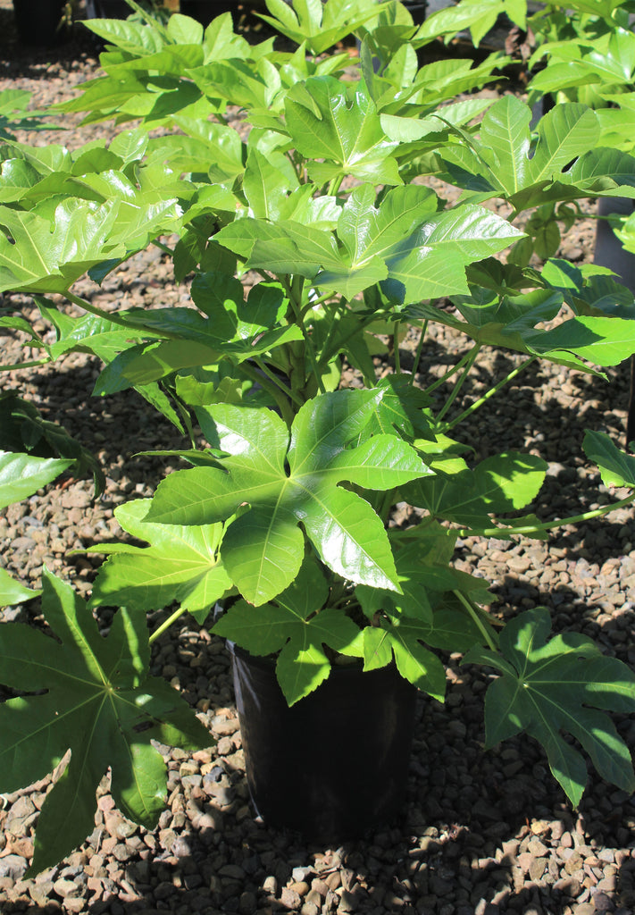 Fatsia japonica