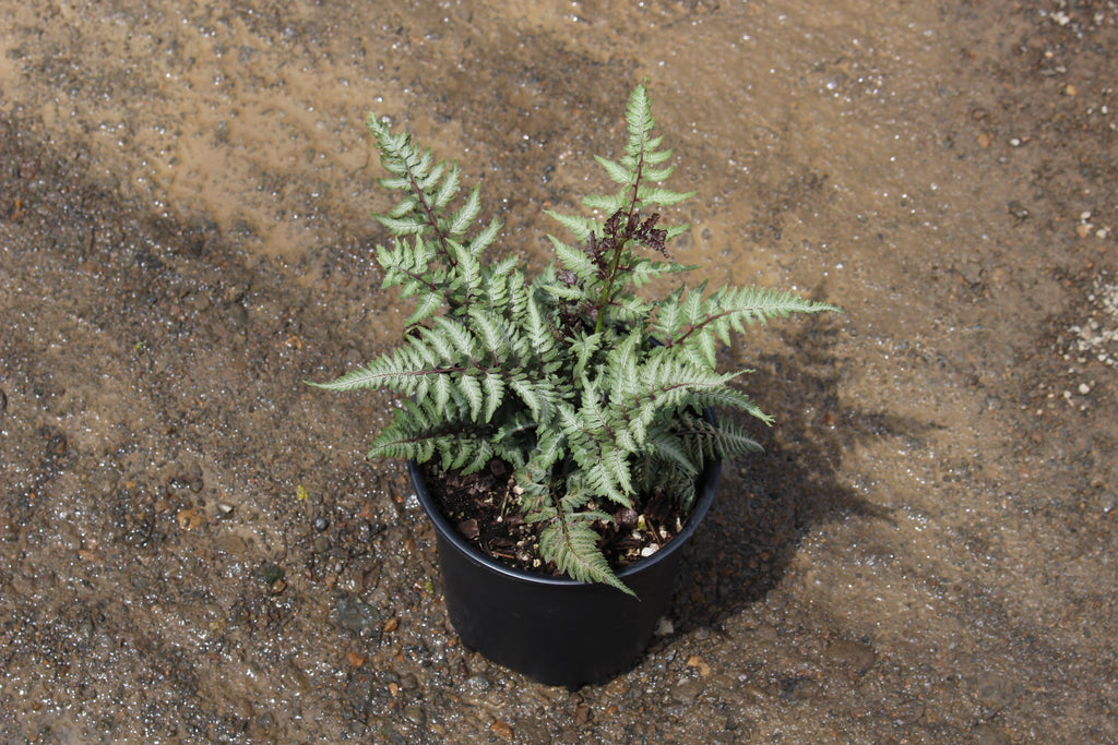 Fern, Athyrium niponicum 'Regal Red'