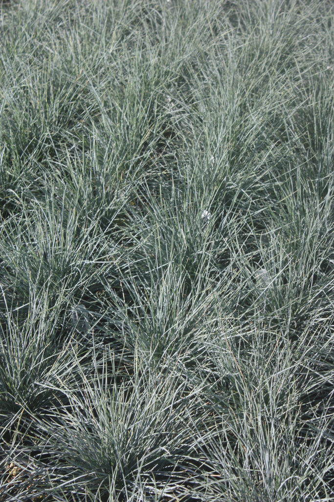 Grass, Festuca c. 'Beyond Blue'