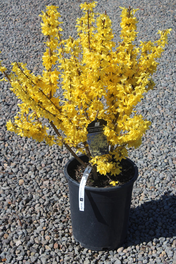 Forsythia x int. COLOR CHOICE® SHOW OFF® PW PP1932