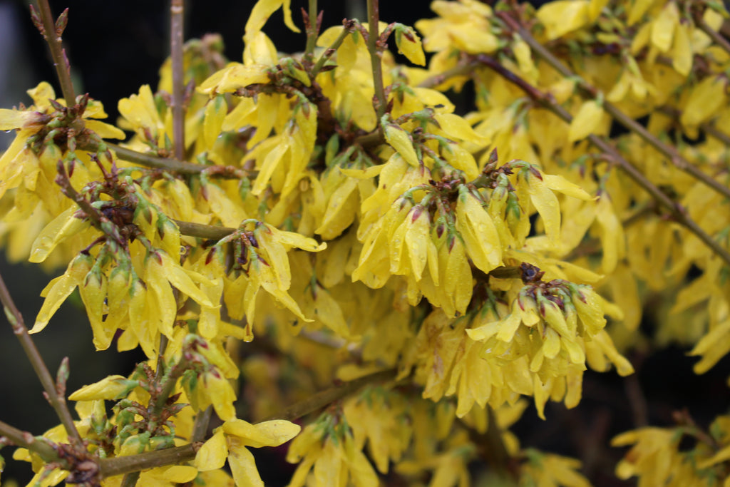 Forsythia x int. GOLD TIDE®