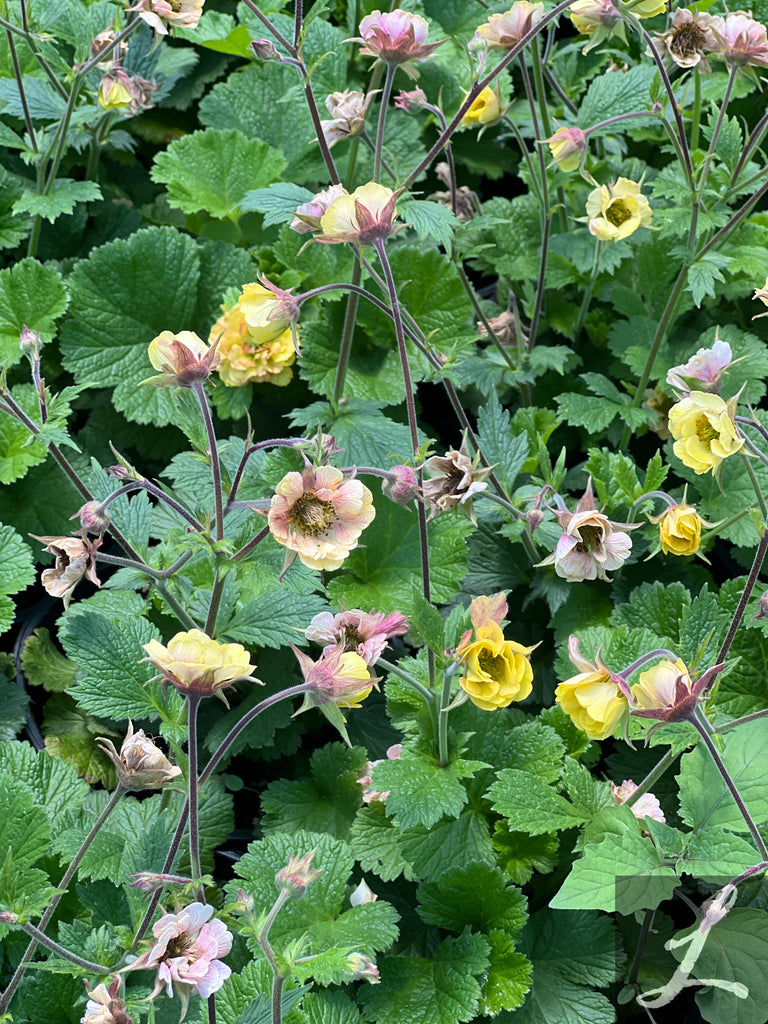 Geum TEMPO™ 'Yellow' PPAF