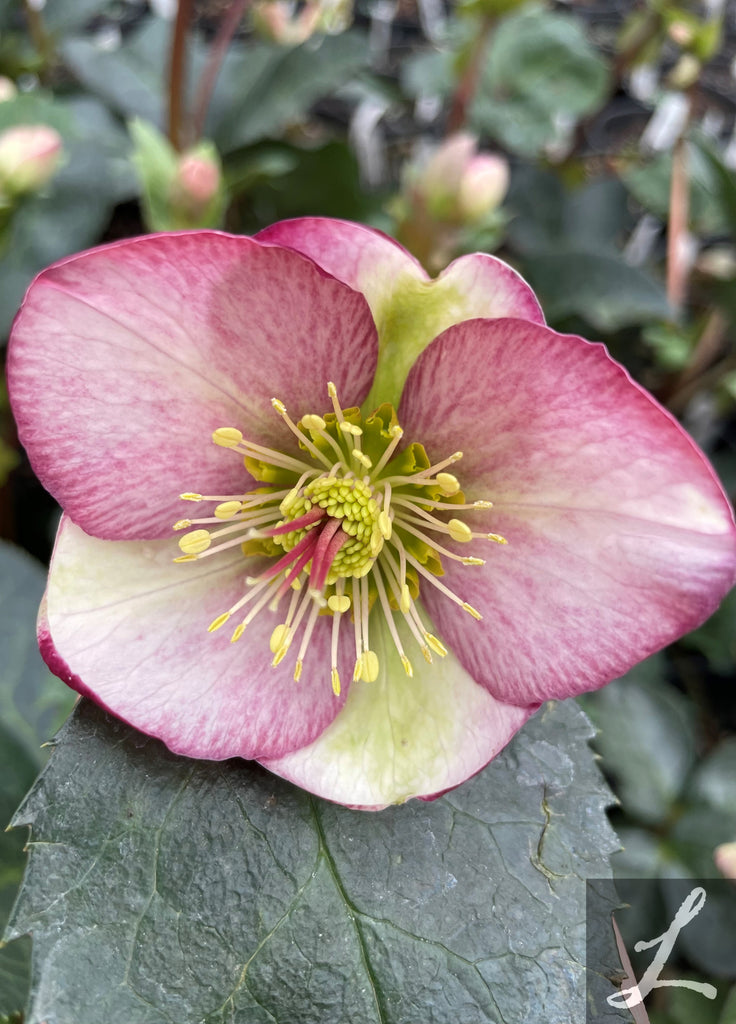 Helleborus FrostKiss ""Glenda's Gloss"" PP28008