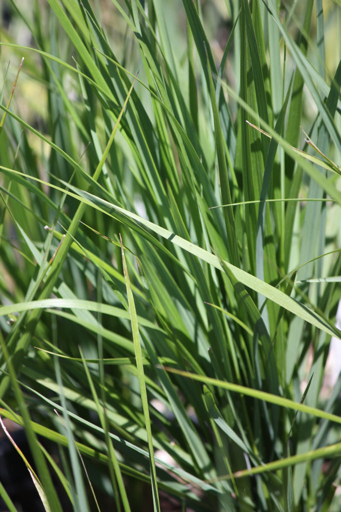 Grass, Calamagrostis a. 'El dorado' PP16486