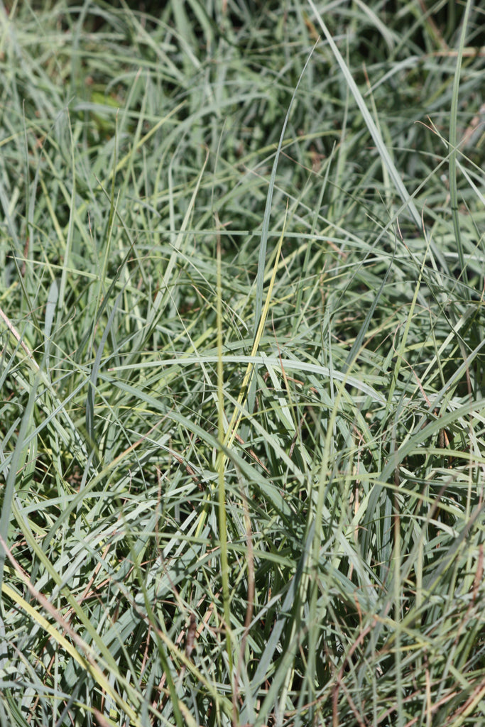 Grass, Carex glauca
