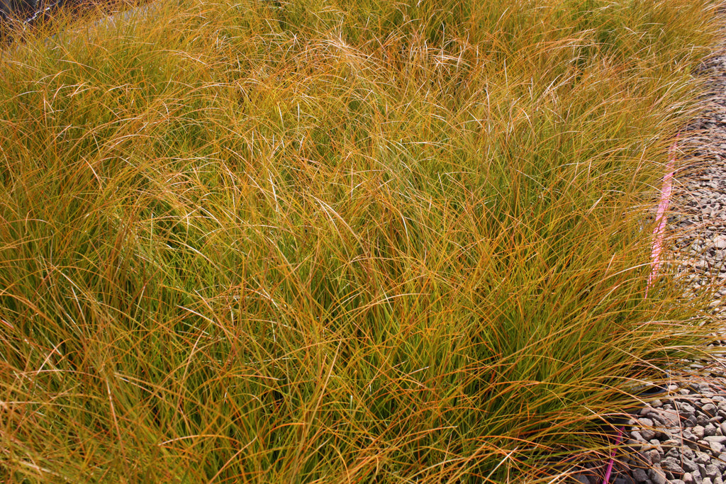 Grass, Carex testacea 'Prairie Fire' ™