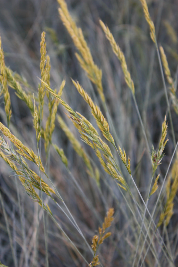 Grass, Festuca id. 'Siskiyou Blue'