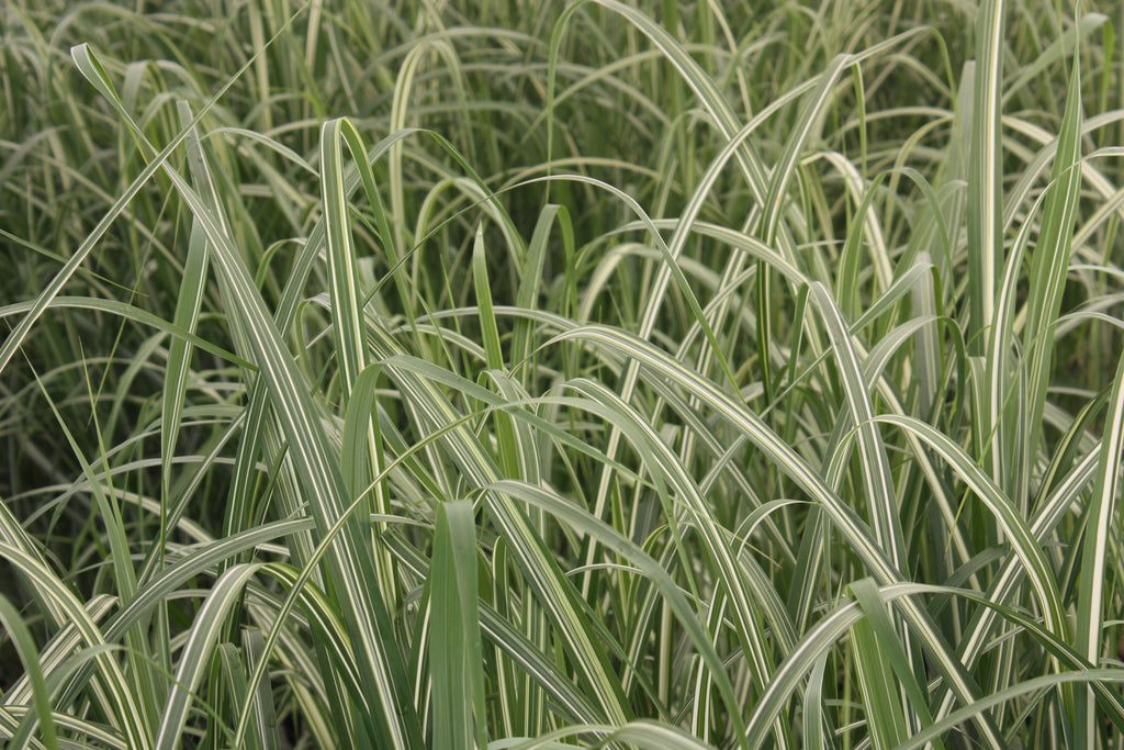 Grass, Miscanthus sin. 'Cabaret'