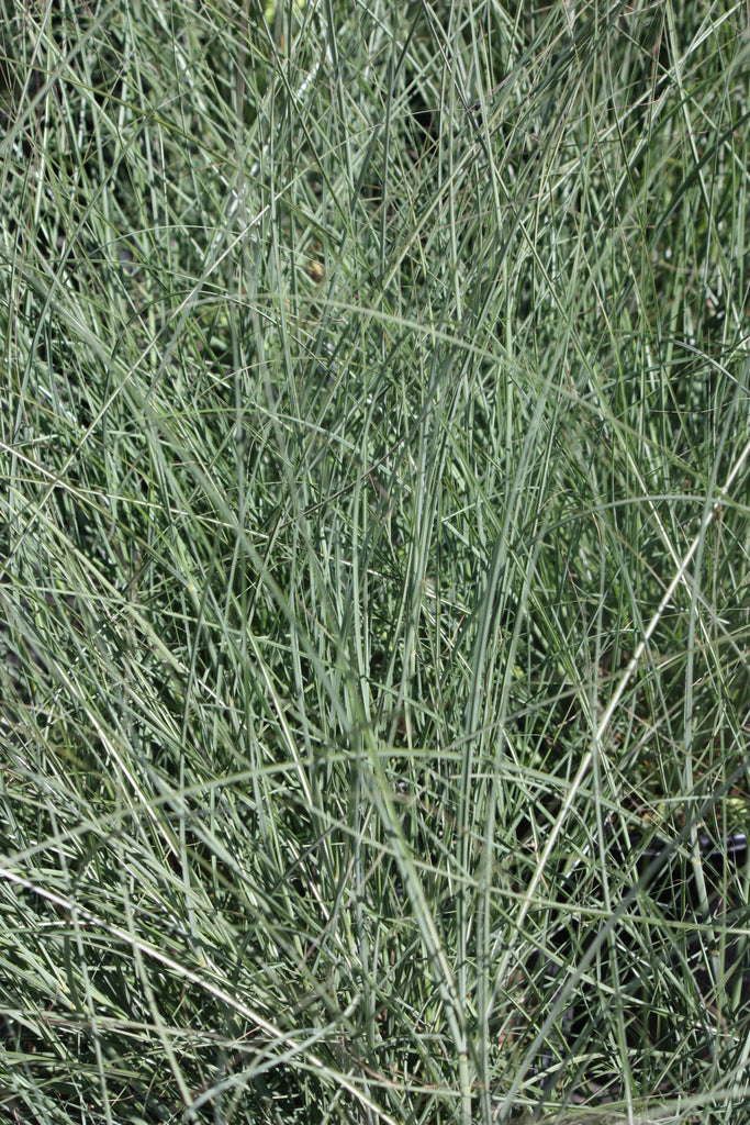 Grass, Miscanthus sin. 'Gracillimus Nana'