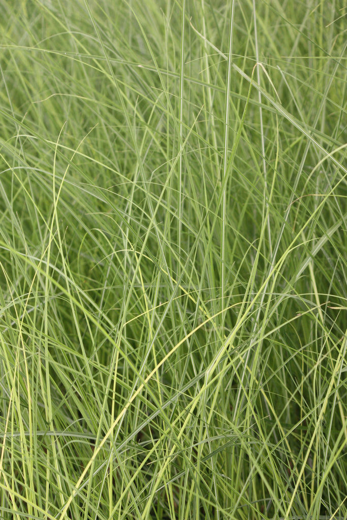 Grass, Miscanthus sin. 'Graziella'